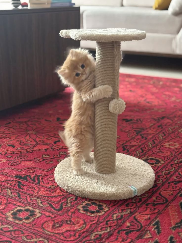 Cat Play Toys