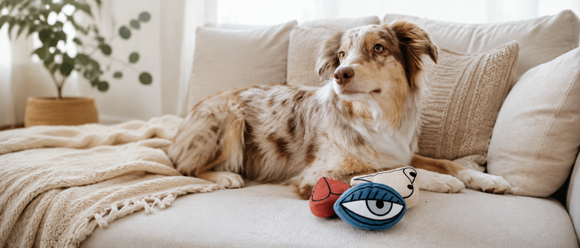 Pet wearing thoughtfully designed everyday accessories