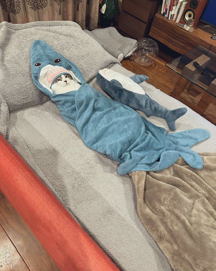 Cat resting inside a soft shark-shaped blanket