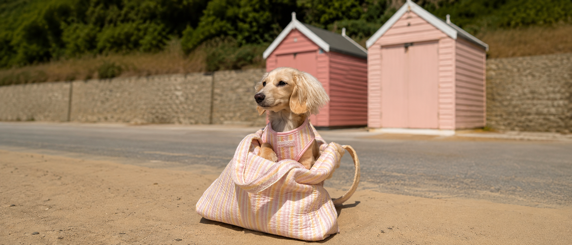 Everyday pet essentials for shared moments